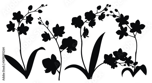 Black silhouette of orchid flowers and leaves.