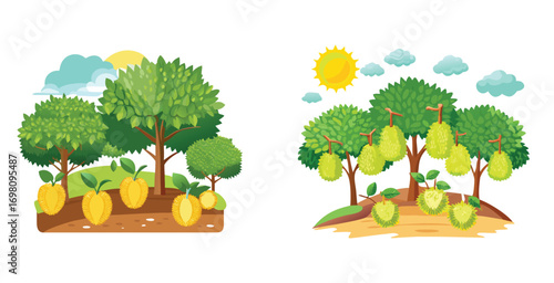 Durian orchard with spiky fruits featuring rows vector art set design illustration