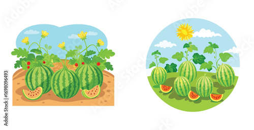 Watermelon patch in a sunlit summer field ripe watermelons vector art set design illustration