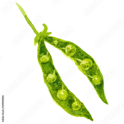 Watercolor painted peas. Hand drawn fresh food design element is
