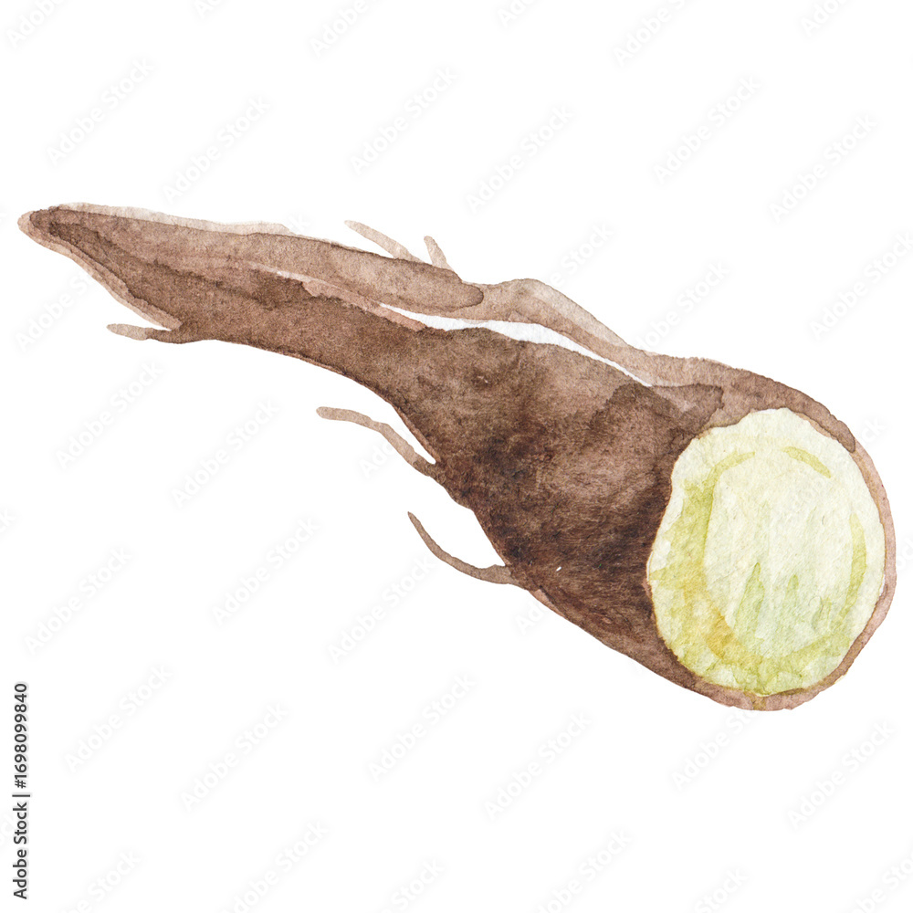Obraz premium Watercolor painted black salsify root. Hand drawn fresh food des