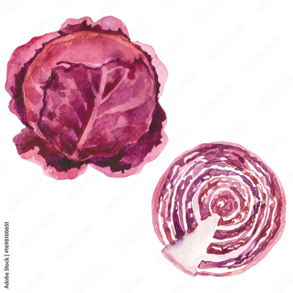 Obraz premium Watercolor painted cabbage. Hand drawn fresh food design element