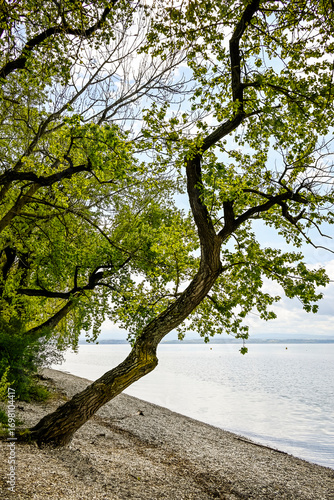 Bevaix, La Pointe du Grain, Neuenburgersee, Seeufer, Uferweg, Wassservögel, Naturschutz, Strand, Kieselstrand, Wassersport, Frühling, Neuenburg, Schweiz