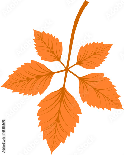 Autumn leaf design bright orange vector illustration
