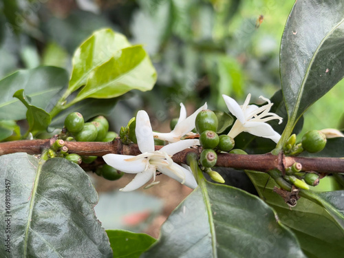 Coffee beans and flowers on the bush at the Escuela Regional del Café, Libano, Colombia, April 19, 2025 – Image 1
