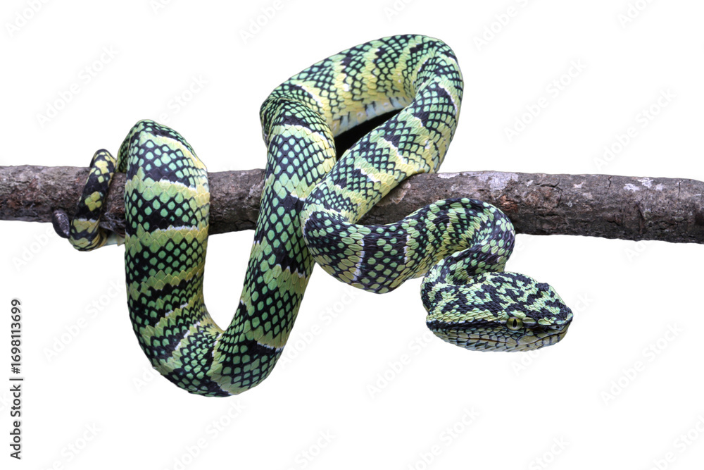 Obraz premium Closeup head of Tropidolaemus wagleri viper snake on branch