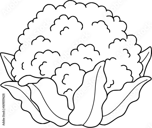 Detailed vector illustration of a cauliflower, perfect for recipe books and culinary designs
