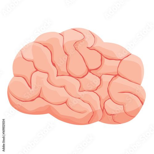Human brain, isolated on white background
