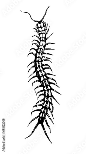 Creepy centipede crawling illustration, perfect for horror themes and Halloween designs