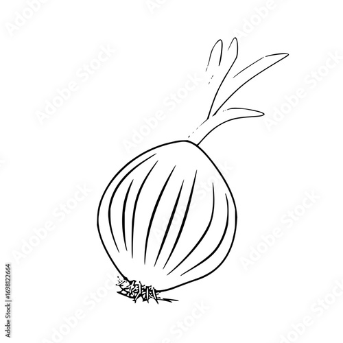 Line art drawing of an onion with sprouts, perfect for healthy eating or recipe illustrations