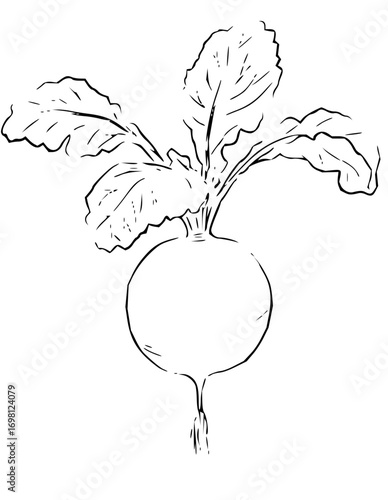 Elegant line art illustration of a fresh turnip with leaves ready for a culinary creation