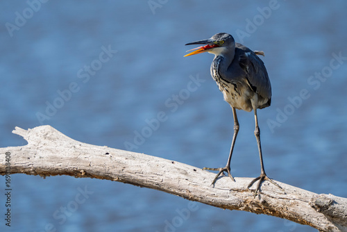 A gray heron with its beak open is perched on a dead tree trunk on a pond