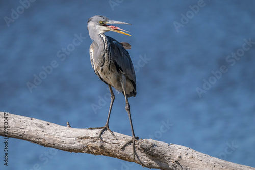 A gray heron with its beak open is perched on a dead tree trunk on a pond