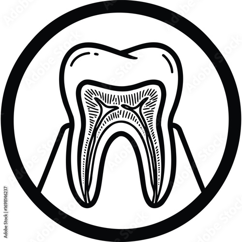 Detailed anatomical concept of a healthy human tooth, showcasing its intricate internal structure from enamel to root for dental health understanding and education