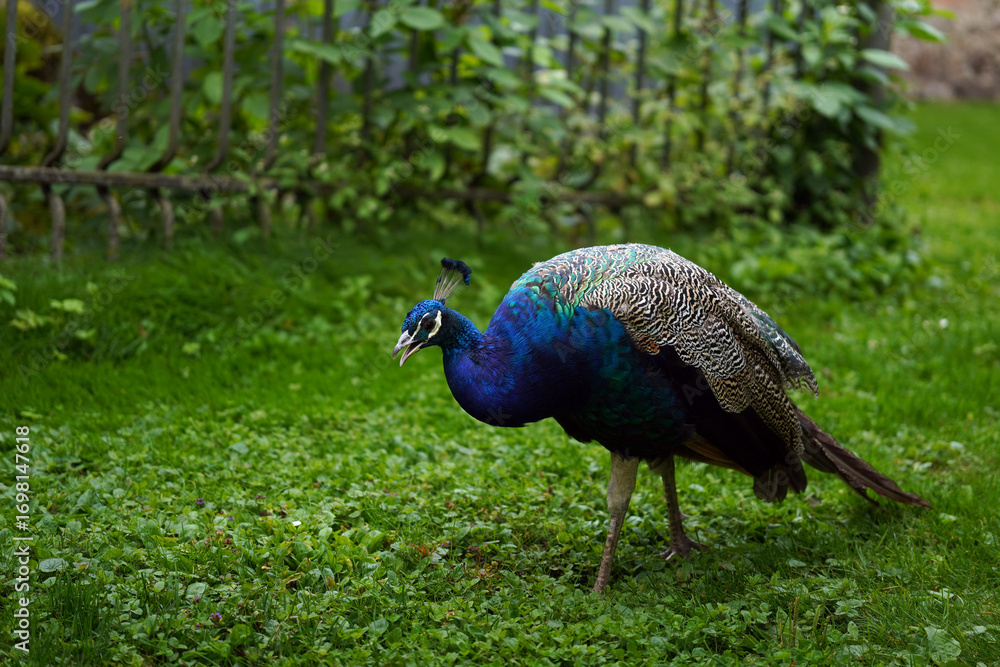 Fototapeta premium Colorful Peacock with open Beak on Green Grass