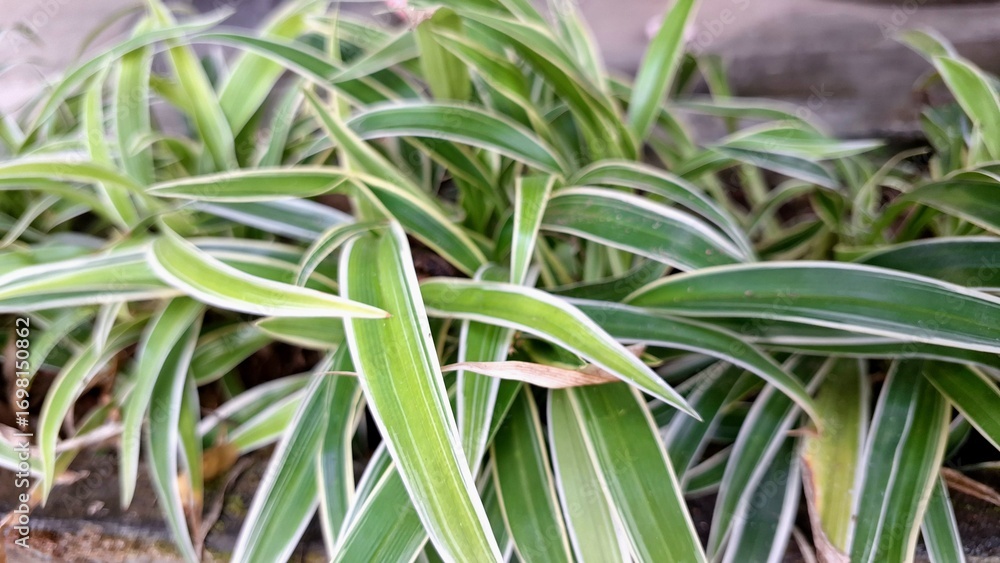 Fototapeta premium Elegant Spider Plant Houseplant with Variegated Leaves: Lush Green Foliage (Chlorophytum comosum) with White Stripes, Perfect for Eco-Friendly Botanical Concepts and Indoor Decor