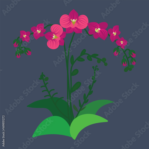 Illustration of Pink Orchid Flower with Green Leaves on Dark Background