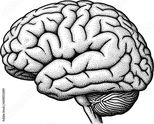Detailed stippled illustration of the human brain in profile, representing the center of thought, memory, and cognitive science