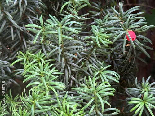 Fototapeta Close-up of evergreen yew branches with needle-like dark green leaves and a single bright red berry, showing natural contrast and detail