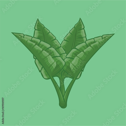 Illustration of green leaves of cute and nice ornamental plants