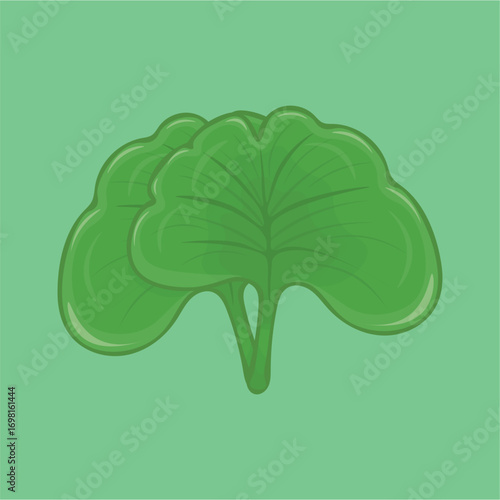 Illustration of green leaves of cute and beautiful gingko plant