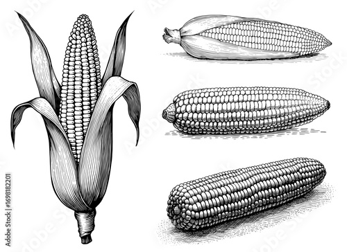 Corn on the cob illustrations in a vintage botanical style, black and white