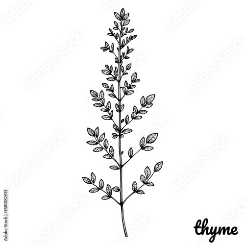 Thyme sprig line drawing, black and white