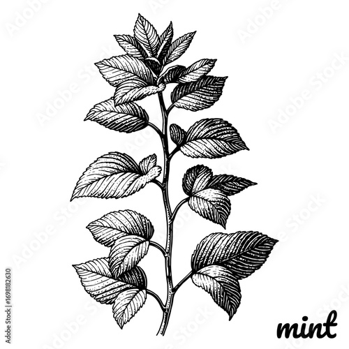 Mint sprig botanical illustration, black and white