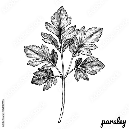 Parsley sprig in a botanical ink drawing style in black and white
