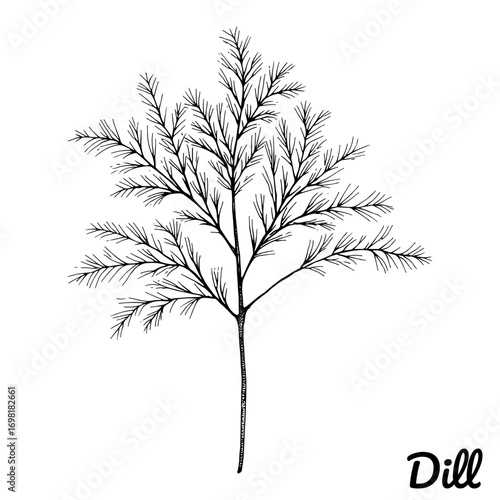 Dill herb in a clean line drawing style in black and white