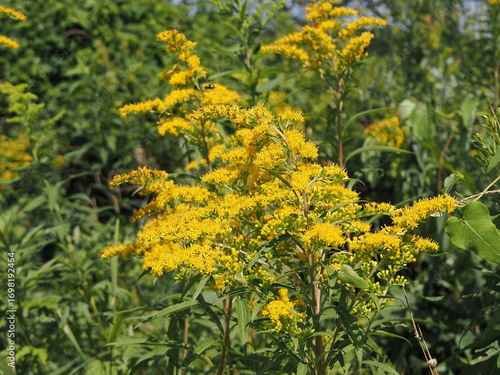 Obraz premium 黄色いオオアワダチソウの花