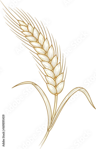 Golden Wheat Ear Illustration