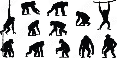 Set of monkey and gorilla silhouettes, wild animal collection, chimpanzee and ape in various poses, vector illustration, isolated.