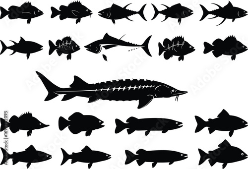 Fish silhouette collection, sturgeon, aquatic species, marine biodiversity, editable vector, black icons, underwater fauna, ichthyology reference, taxonomy, fin shapes, sea illustration