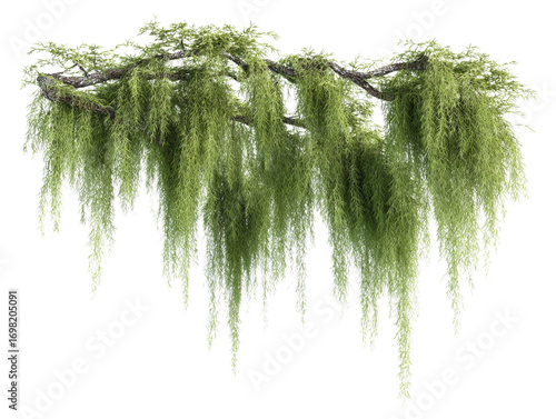 Hanging Spanish Moss on Branch Isolated PNG