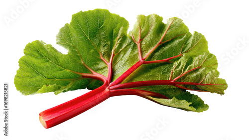 Close-up of a vibrant rhubarb leaf.  A single, fresh rhubarb leaf, with bright red stalks and vibrant green leaves.  The leaf's veins and structure are clearly visible