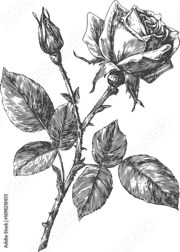 Rose vector sketch hand drawn line art in nature, vintage rose botanical illustration in detailed — stock vector