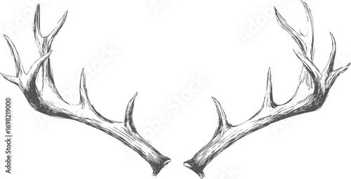 Deer vector sketch hand drawn in nature, deer antlers in vintage engraving style — stock vector