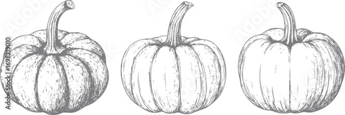 Pumpkin vector sketch hand drawn line art in nature, pumpkins vintage style black and white — stock vector