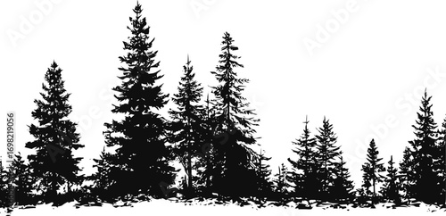 Pine vector hand drawn line art in nature, pine tree forest silhouette in detailed — stock vector