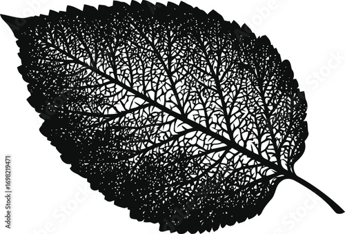 Detailed vector hand drawn line art in nature, detailed leaf silhouette with intricate veins — stock vector