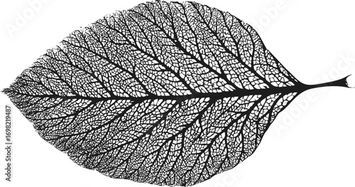 Skeleton vector hand drawn line art in nature, skeleton leaf with intricate veins, detailed — stock vector