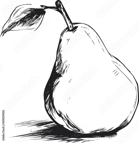 Pear vector sketch hand drawn line art in nature, pear in vintage engraving style — stock vector