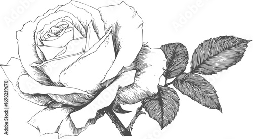 Rose vector sketch hand drawn line art in nature, rose flower with leaves, elegant botanical — stock vector