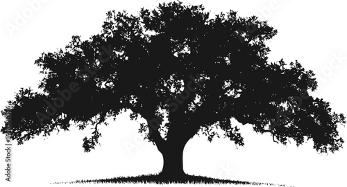 Large vector hand drawn line art in nature, large oak tree silhouette with detailed — stock vector