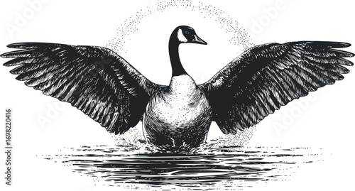 Waterfowl vector hand drawn line art in nature, canada goose with wings spread — stock vector