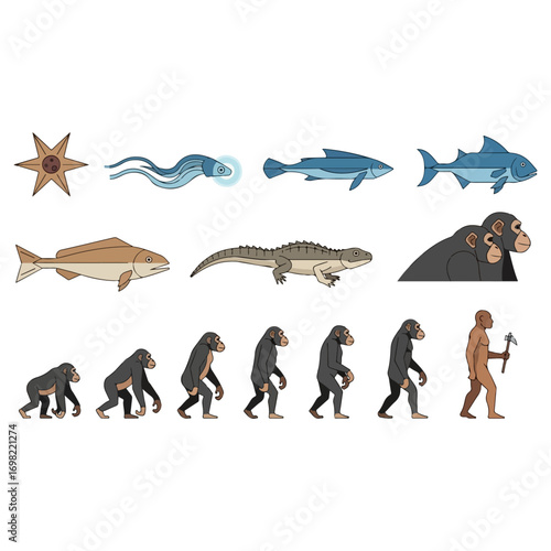 Evolution of Life - From Sea Star to Modern Human.