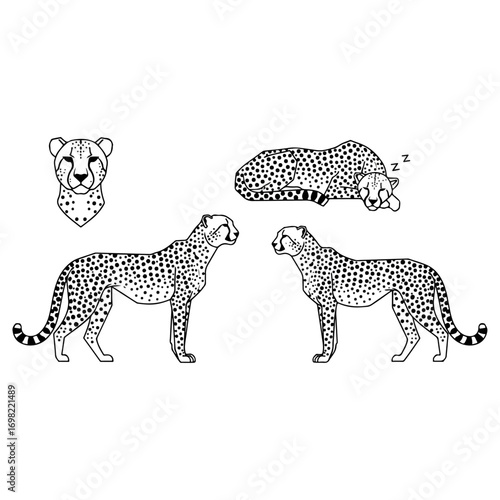 Elegant Cheetah Poses - Line Art Illustrations.