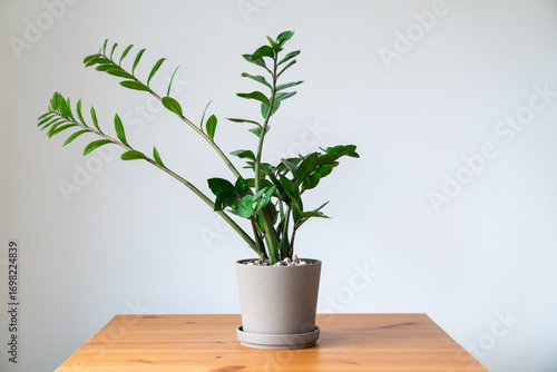 Porträt einer Glücksfeder in einem grauen Topf auf einem Holztisch, minimalistische Zimmerpflanze