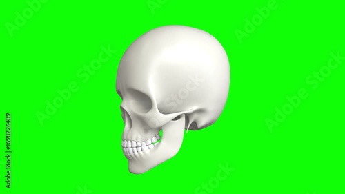 human skull 3d rotating  chroma key background